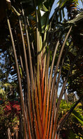 Ravenala cf. menahirana with characteristic red leaf sheaths, cultivated near Bangalore, India