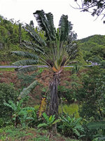 Ravenala grandis, between Ranomafana and Kianjavato, Madagascar, photo David Scherberich