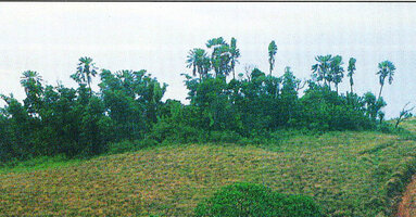 Ravenala grandis, characteristic tall single stemmed individuals in degraded habitat on eastern slopes, Ranomafana, Madagascar, Photo Patrick Blanc