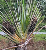 Ravenala grandis, emerging new inflorescences and old infructescences with mature fruits, between Ranomafana and Kianjavato, Madagascar, photo David Scherberich