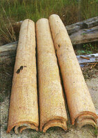 Ravenala grandis, hollowed stipes used by local populations for flooring in houses, Brickaville, Madagascar, photo Marcel Hladik
