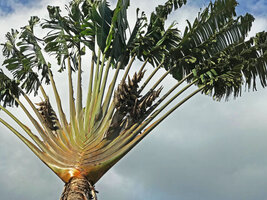 Ravenala grandis, infructescences, Ranomafana, Madagascar, photo David Scherberich