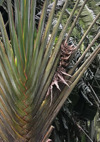 Ravenala grandis, leaf sheaths and infructescence, between Ranomafana and Kianjavato, Madagascar, photo David Scherberich