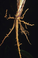 Ravenala grandis, seedling with downward growing thick contractile root similar to a Dicot taproot, Madagascar, Photo Patrick Blanc