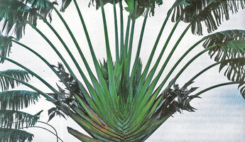 Ravenala grandis, symmetric sides of the fan leaf arrangement, two successive leaves producing inflorescences separated by four sterile leaves, Moramanga, Madagascar, photo Marcel Hladik