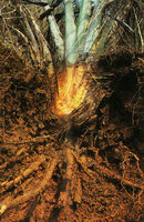 Ravenala grandis, young individual with the base of the future stipe deeply buried in the soil due to the activity of contractile roots, Beforona, Madagascar, Photo Patrick Blanc