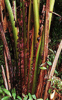 Ravenala hladikorum, close up of the bright brown large scalloped split leaf sheaths, Andasibe, Madagascar, photo Patrick Blanc
