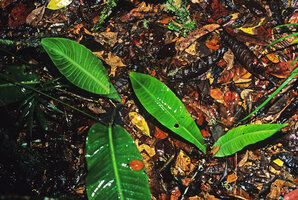 Ravenala hladikorum (left) with petiolate leaves and ravenala blancii (right) with decurrent leaf blade, juvenile individuals side by side in forest understory, Andasibe, Madagascar, photo Patrick Blanc