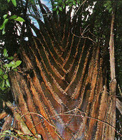 Ravenala hladikorum, regularly scalloped and split leaf shath margins, Andasibe, Madagascar, photo Marcel Hladik