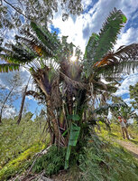 Ravenala madagascariensis, a characteristic suckering clump on a sandy hill while Pascal Héni is filming other clumps in habitat, Ankin&#039;ny Nofy Reserve, Canal des Pangalanes, Madagascar, Aug. 2024