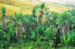 Ravenala madagascariensis, forest of suckering cespitose individuals in swampy low ground at the base of slopes at low altitude, Brickaville, Madagascar, photo Patrick Blanc