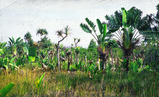 Ravenala madagascariensis in acidic swampy lowgrounds with Pandanus sp. pl., Ambila Lamaitso, Madagascar, photo Patrick Blanc