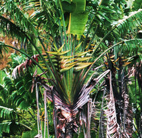Ravenala madagascariensis, inflorescences with numerous bracts, with short internodes during anthesis then elongating during fruit maturation, Brickaville, Madagascar, photo Patrick Blanc