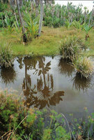 Ravenala madagascariensis, reflection in a swamp, Ambila Lamaitso, Madagascar, photo Patrick Blanc