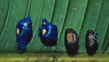 Ravenala madagascariensis, seeds with bright blue aril and once aril removed, Brickaville, Madagascar, photo Patrick Blanc