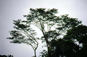 Regular dome shape of a tree crown in spite of its construction made with two separate main branches, the shape due to successive downward necroses of overshaded small branches, French Guyana