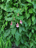 Rehmania elata at the Foundation for the Carolinas, Charlotte, NC, USA, April 2013