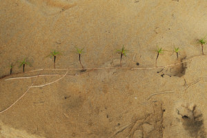 Remirea maritima, creeping axis with lateral leafy erect shoots dug out of the beach sand, Kribi, Cameroun