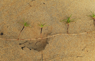 Remirea maritima, creeping leafless axis bearing lateral leafy erect shoots, dug out of the beach sand, Kribi, Cameroun