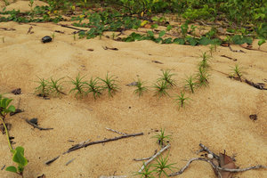 Remirea maritima, erect leafy stems along a straight line, arising as axillary stems from the underground creeping leafless stem, Kribi, Cameroun