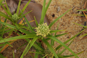 Remirea maritima, inflorescence, Kribi, Cameroun