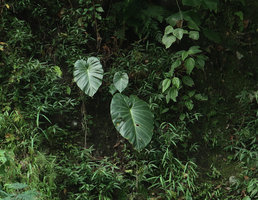 Remusatia vivipara on a seeping vertical cliff, Madakaripura Waterfall, Probolinggo, Java
