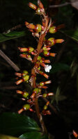 Renealmia engleri, inflorescence, Amani, East Usambara, Tanzania
