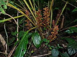 Renealmia engleri, multi stemmed clump with numerous basal erect inflorescences, Amani, East Usambara, Tanzania
