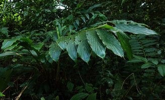 Renealmia engleri, pseudostem with plicate leaves, Amani, East Usambara, Tanzania
