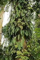 Rhaphidophora africana climbing along a tree trunk, Kribi, Cameroun