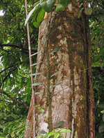 Rhaphidophora crassifolia climbing along a tree trunk, Tasik Kenyir, Malaysia, Malaysia