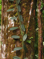Rhaphidophora crassifolia with grooved and winged stem, Tasik Kenyir, Malaysia, Malaysia