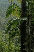 Rhaphidophora decursiva climbing along a tree trunk, Nam Cang, Sapa, Vietnam