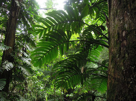 Rhaphidophora decursiva, leaves detail, Xishuangbanna, China
