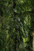 Rhaphidophora decursiva, Nam Cang, Sapa, Vietnam