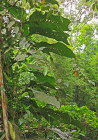 Rhaphidophora foraminifera, Lata Iskandar area, Cameron Highlands, Malaysia