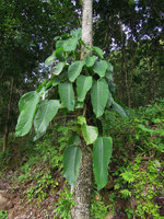 Rhaphidophora hookeri, Xishuangbanna, China