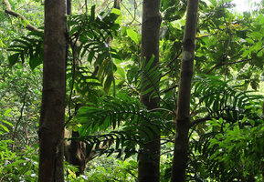 Rhaphidophora korthalsii, adult phase with pinnatifid leaves, Bach Ma NP, 500 m asl, Hue, Vietnam