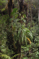 Rhaphidophora korthalsii, adult pinnatifid leaves stage, Cameron Highlans, Malaysia