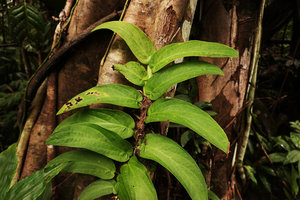 Rhaphidophora korthalsii, Juvenile shingle leaved stage of a narrow falcate leaved individual, Tenaru Falls, Guadalcanal, Solomon Islands