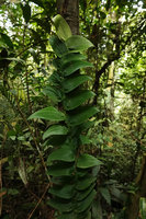 Rhaphidophora korthalsii, shingle leaved juvenile stage, Bukit Timah, Singapore