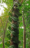 Rhaphidophora korthalsii, shingle phase exhibiting leaf thigmotropism, the blades curved and adhering at the bark of the host tree, Bach Ma NP, Hue, Vietnam