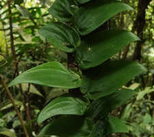 Rhaphidophora korthalsii, shiny velvety leaves, Bukit Timah, Singapore
