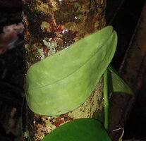Rhaphidophora korthalsii, young leaf totally appressed to tree trunk thus exhibiting a perfect thigmotropism, Madang, Papua New Guinea