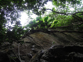 Rhaphidophora megaphylla at the top of a limestone rock, Xishuangbanna, China