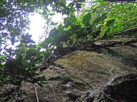 Rhaphidophora megaphylla at the top of a rock, Xishuangbanna, China
