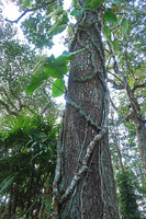 Rhaphidophora megaphylla, leaves, branched appressed stems, short anchoring  roots and long downwards growing feeding roots, Doi Suthep NP, Thailand