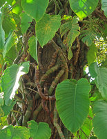 Rhaphidophora megaphylla, thick stems appressed to host tree trunk Doi Suthep, Thailand