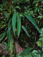 Rhaphidophora oligosperma in forest understory, Manusela NP, 800 m asl, Seram, Moluccas