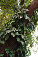Rhaphidophora pertusa, Kochi, Kerala, India